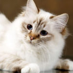 Sacré de Birmanie du Mas La Fontaine, chocolat tabby point