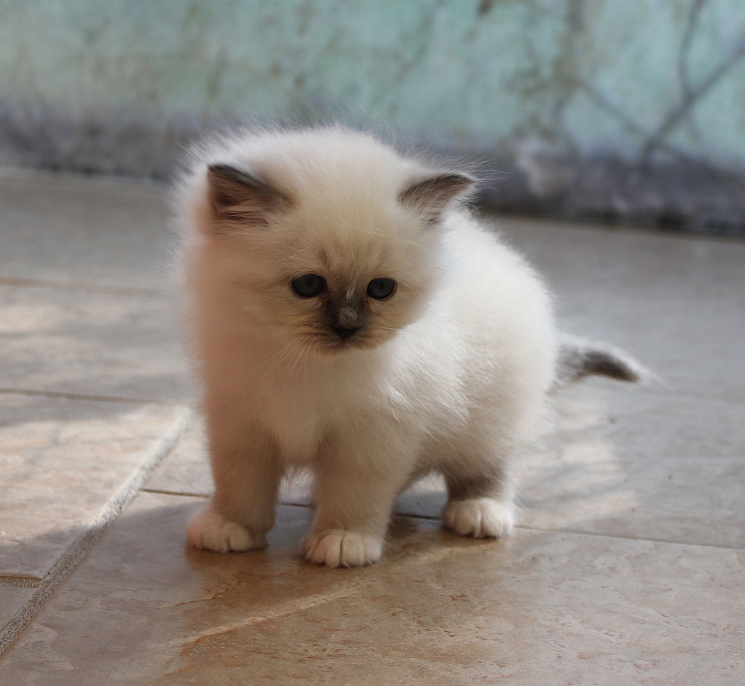 chaton Birman Blue Point du Mas La Fontaine