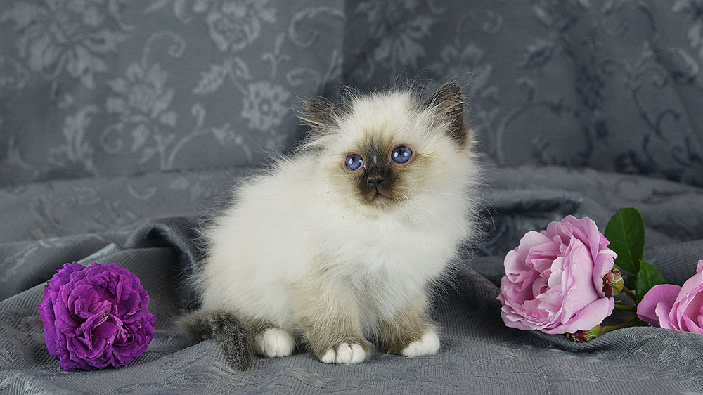 chatons2016-2
