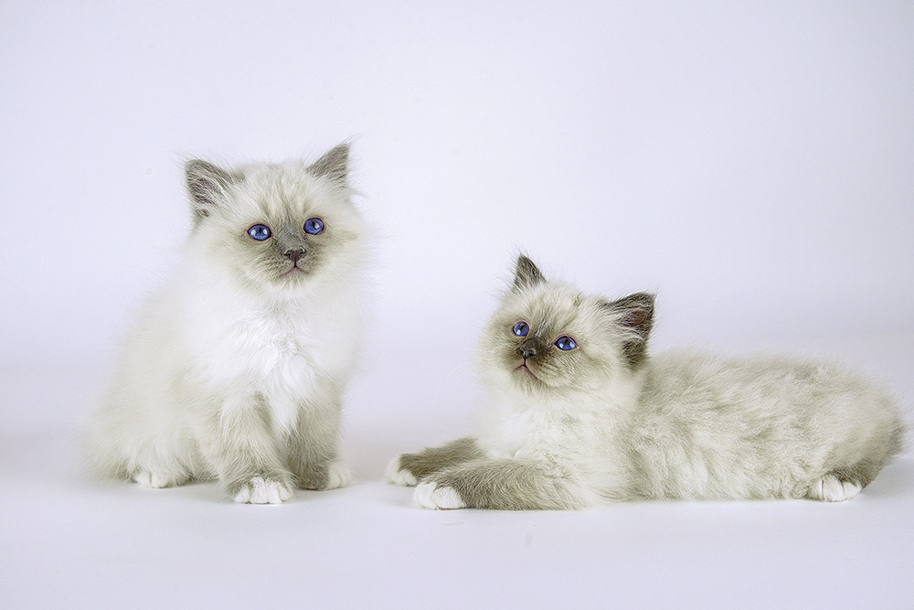 chatons2016-3
