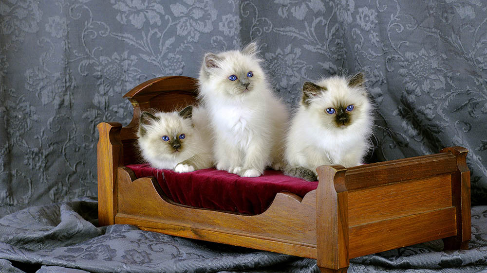 chatons2016