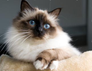 Birman-EVE-mas-9 mois