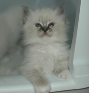 Birman seal tabby_1189