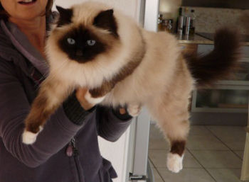 Birman.Cindy.baudet2ans