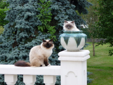 Birmans-Candy-Cachou.chats