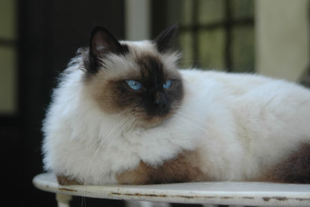 Carame.Birman.3