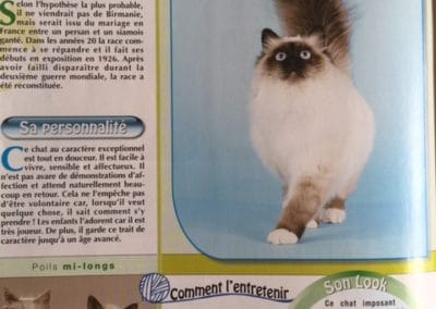 ATOUT CHAT présente les Birmans du Mas La Fontaine