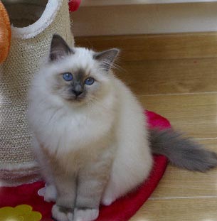 FLOCKY 4 mois birman blue point