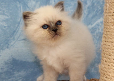 Hydille du Mas La Fontaine, sacré de Birmanie, Junior Winner