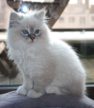 Fidji blue tabby Birman