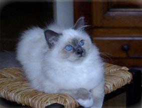 Flocky Birman 4 mois2