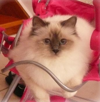 Framboise_birman_blue_point