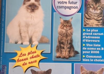 Les Sacrés de Birmanis dans le hors Série de Atout Chat