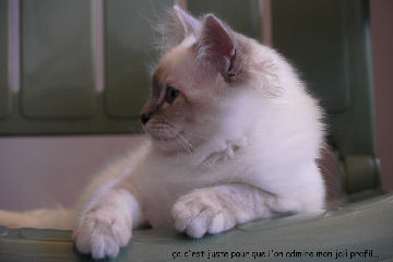 Profil birman Figaro