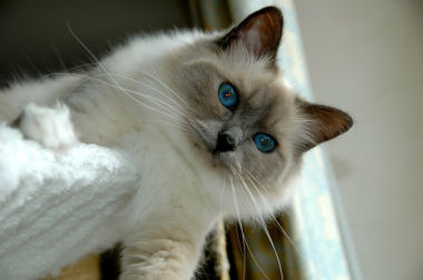 birman-Chatelaine-2-ans-chats