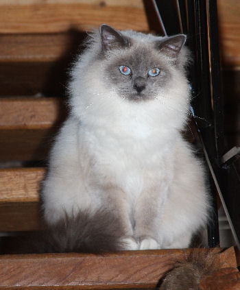 bobine; FILS de Neige. MALE BLEU