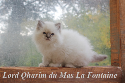 chaton sacre de birmanie seal tabby_lord Qharim 2 mois texte web_3259