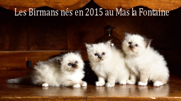 chatons Birmans du Mas La Fontaine texte web (213)